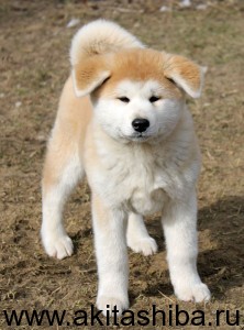 Девочка 2 от 25.01.15