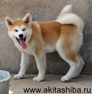 Девочка 3 от 25.01.15