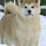 Акита Bye Айкен Сагаримэ Аданами