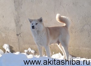 ИЦУМИ ГАЙ НАОКИ