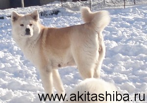 ИЦУМИ ГАЙ НАОКИ