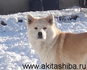 ИЦУМИ ГАЙ НАОКИ