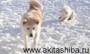 ИЦУМИ ГАЙ НАОКИ