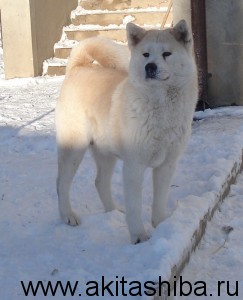 ИЦУМИ ГАЙ НАОКИ