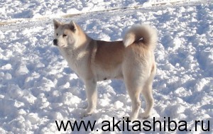 ИЦУМИ ГАЙ НАОКИ