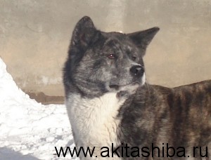 Акита-Ину ИЦУМИ ГАЙ Я-Я