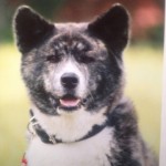 Акита-Ину ИЦУМИ ГАЙ Я-Я