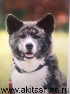 Акита-Ину ИЦУМИ ГАЙ Я-Я