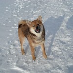 АЙКЭН САГАРИМЭ БУДЗИНИ