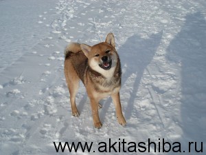 АЙКЭН САГАРИМЭ БУДЗИНИ