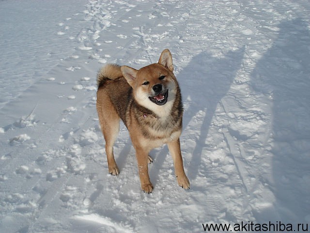 АЙКЭН САГАРИМЭ БУДЗИНИ