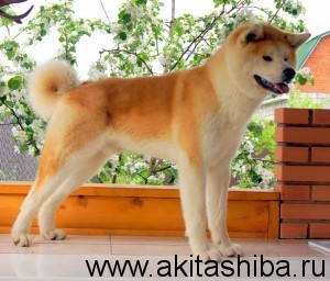 Акита-Ину GEN GO MIYAGI TAKATORISOU