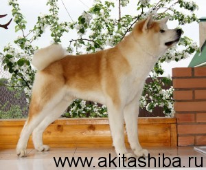 Акита-Ину GEN GO MIYAGI TAKATORISOU