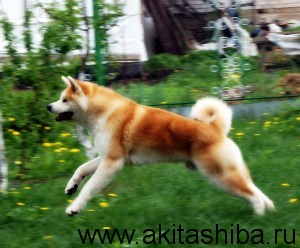 Акита-Ину GEN GO MIYAGI TAKATORISOU