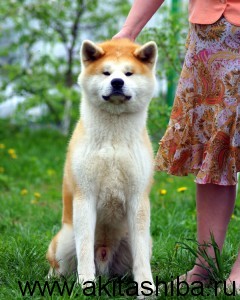 Акита-Ину GEN GO MIYAGI TAKATORISOU