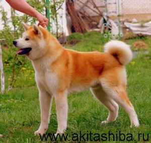 Акита-Ину GEN GO MIYAGI TAKATORISOU