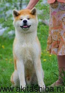 Акита-Ину GEN GO MIYAGI TAKATORISOU