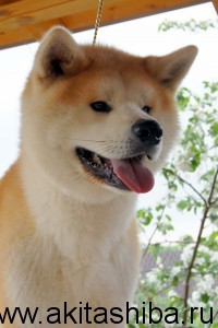 Акита-Ину GEN GO MIYAGI TAKATORISOU