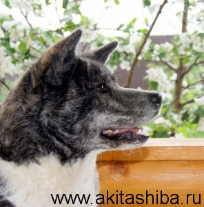 Акита-Ину ИЦУМИ ГАЙ Я-Я