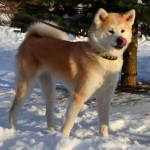 АЙКЭН САГАРИМЭ ОМАИДЭ