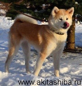 АЙКЭН САГАРИМЭ ОМАИДЭ