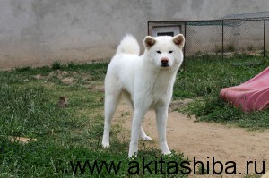 Подрощенная девочка рождённая 16.06.2013