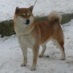 KAZAKOSHI NO AOI GO YOKOHAMA ATSUMI