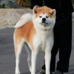 Mantenhomare Go Miyagi Kozaki Kensha