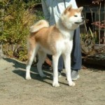 Mikunihomare Go Nagata Kensha