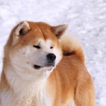 SHIKI GO ISE SHIMADA