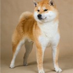 KAZE NO TAKISAKURAOU GO YOKOHAMA ATSUMI