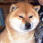 KAZAKOSHI NO SAKURAOU GO YOKOHAMA ATSUMI