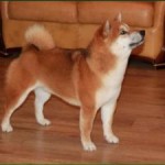 ICHIROU GO FUJI HACHIMANSOU