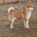 KAZAKOSHI NO AOI GO YOKOHAMA ATSUMI