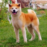 Акита-Ину GEN GO MIYAGI TAKATORISOU