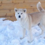 Акита Ину ИЦУМИ ГАЙ НАОКИ