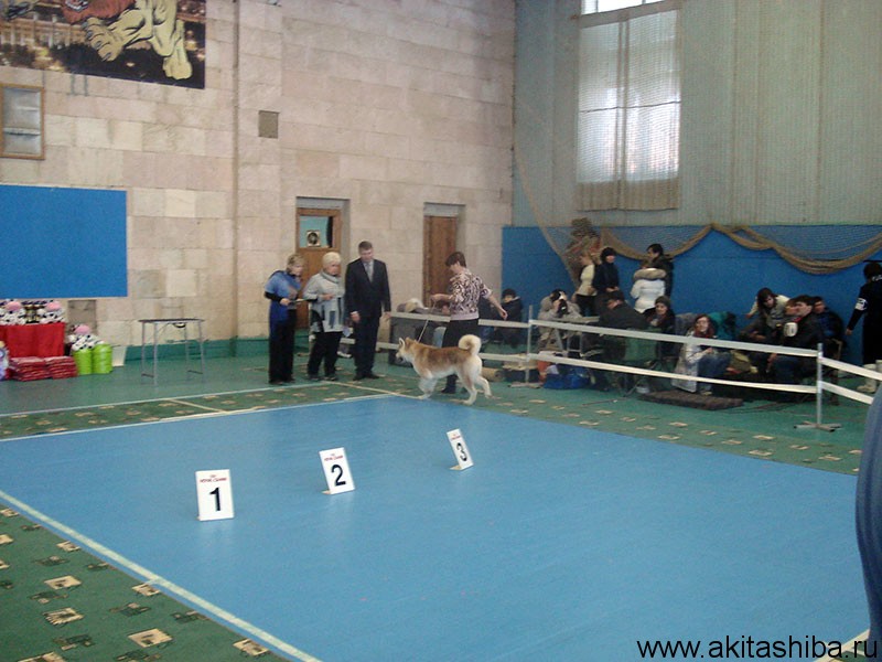 Выставка " СНЕЖНЫЙ РИНГ"- 2014 , 26.01.2014. Титул ЧЕМПИОН ФЕДЕРАЦИИ ОАНКОО, GEN GO MAYAGI TAKATORISOU.