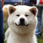 ИЦУМИ ГAЙ БАТСУ