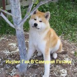 Ицуми Гай В`Самурай Готана