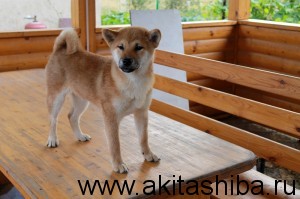 ПРОДАЁТСЯ ЩЕНОК ШИБА ИНУ (МАЛЬЧИК)