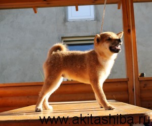 Мальчик Шиба Ину рождённый 10 .04.14