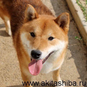 Шиба Ину АЙКЭН САГАРИМЭ ВАСЭЙ