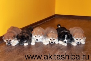 25.09.2014 РОДИЛИСЬ ЩЕНКИ АКИТА ИНУ