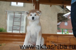 GEN GO MIYAGI TAKATORISOU