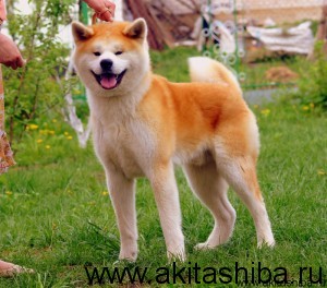 GEN GO MIYAGI TAKATORISOU