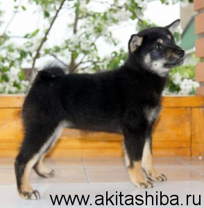 АЙКЭН САГАРИМЭ ЕРАТА