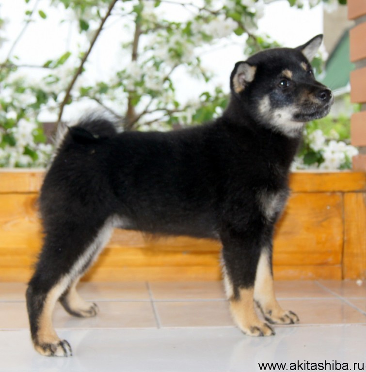 АЙКЭН САГАРИМЭ ЕРАТА