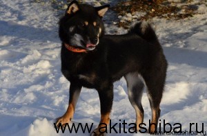 АЙКЭН САГАРИМЭ ЕРАТА