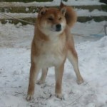 KAZAKOSHI NO SUZU GO YOKOHAMA ATSUMI