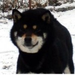 KAZAKOSHI NO KUROMAI GO YOKOHAMA ATSUMI